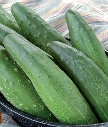 longfellow+cucumber.jpg