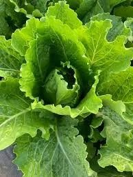 crisp mint lettuce.jpg