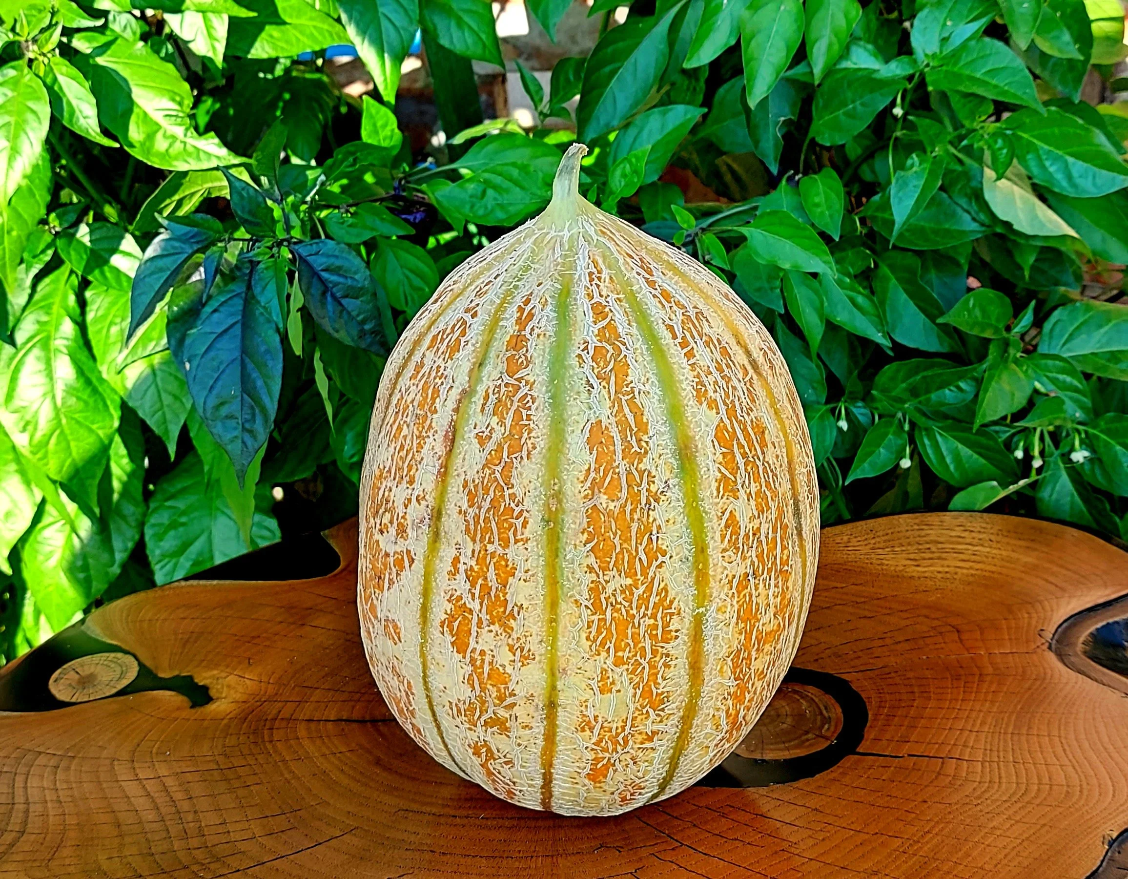 melon healys pride.jpg