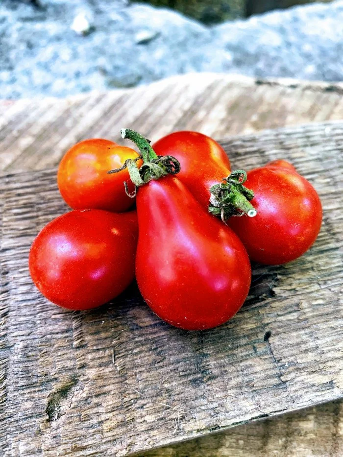 red-fig-tomato.jpg