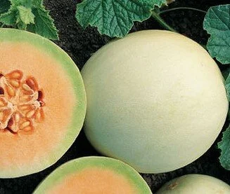orange+flesh+honeydew.jpg