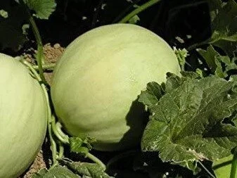garden+honeydew+melon.jpg
