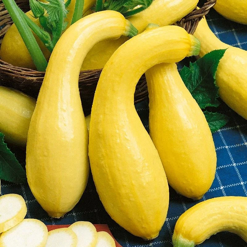 Summer-Crookneck-Summer-Squash-Seeds.jpg