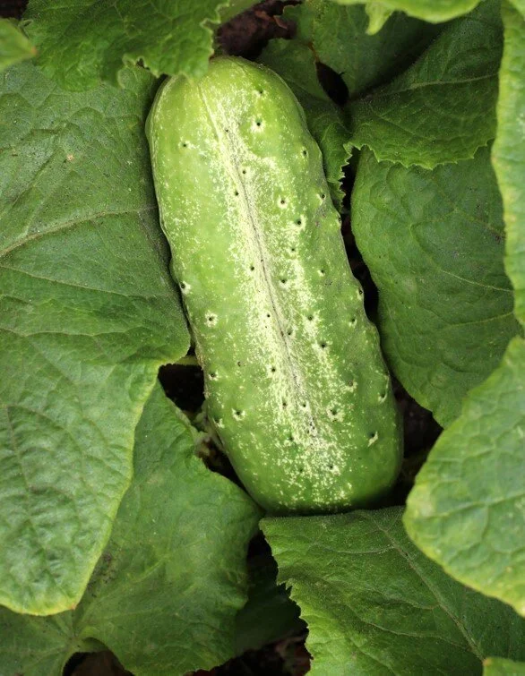 snow's+fancy+pickling+cucumber.jpg