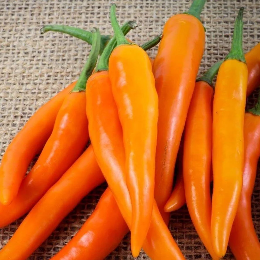 bulgarian+carrot+pepper.jpg