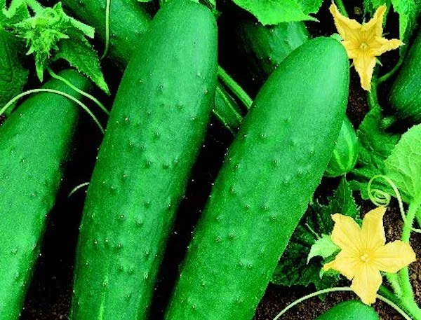 doubleyield-cucumber.jpg