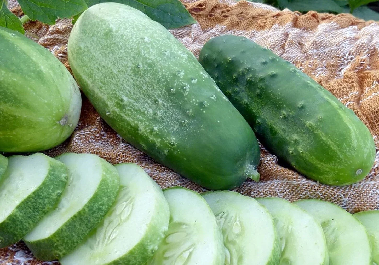 russian+pickling+cucumber.jpg