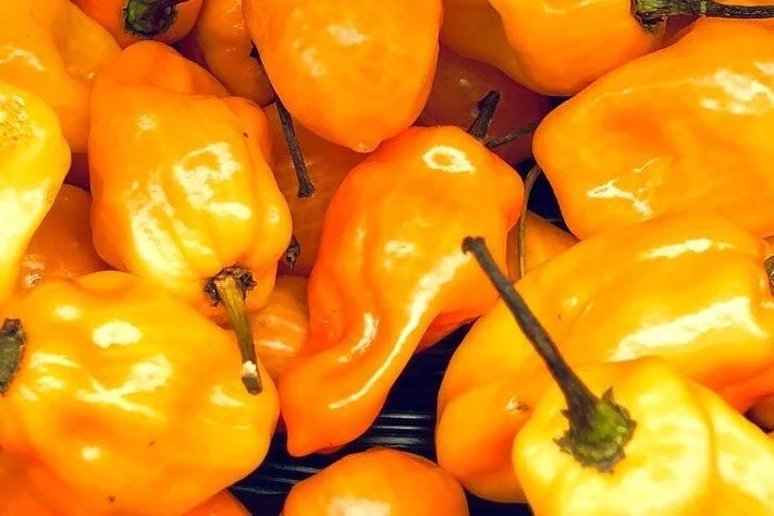 habanero+pepper.jpg