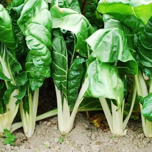 fordhook Swiss-Chard.jpg