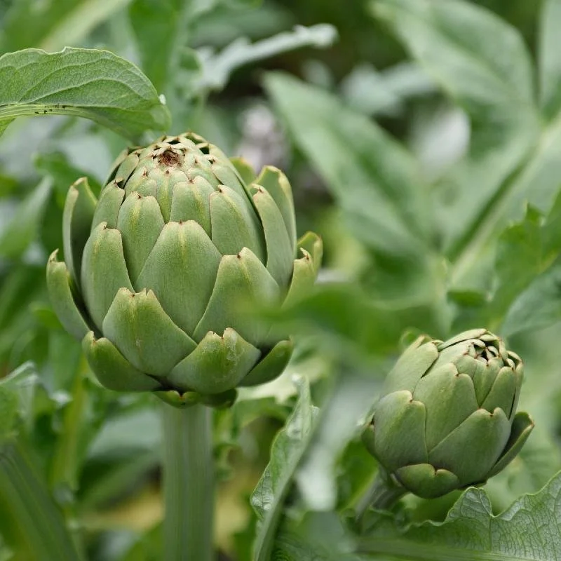 Green-Globe-Artichoke-Seeds.jpg