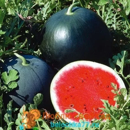 small shining light watermelon.jpg