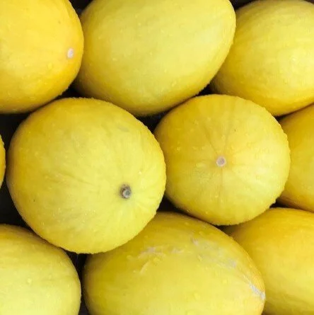golden+honeydew.jpg