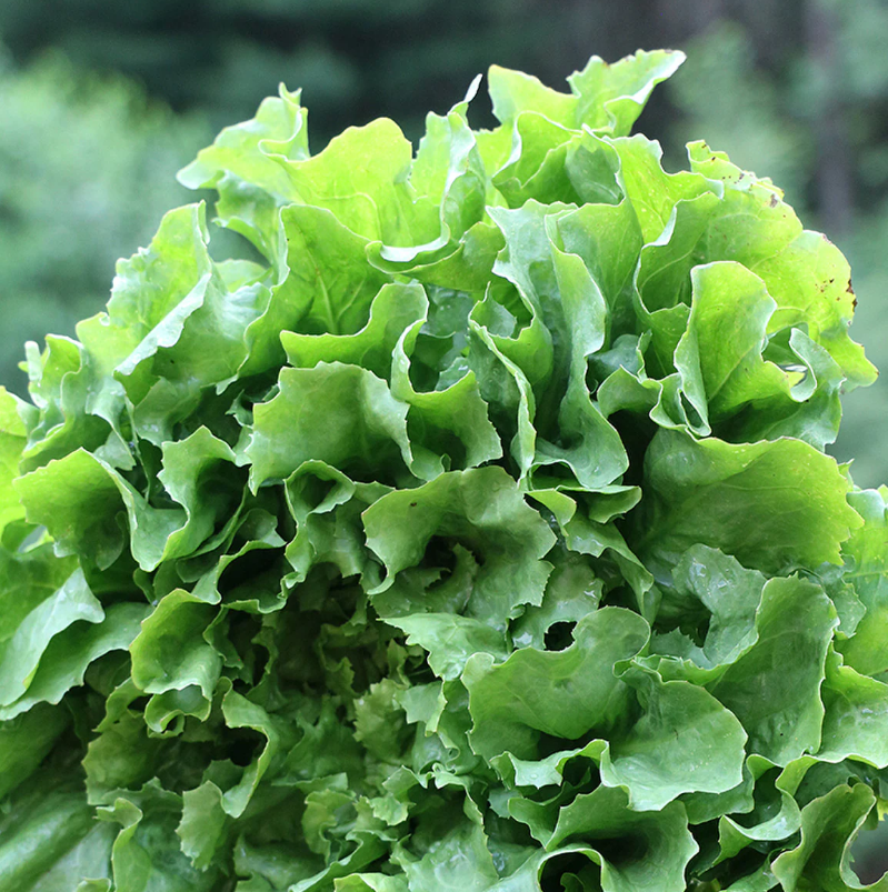 pink star endive.png