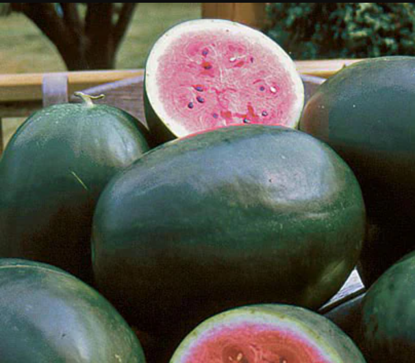 picnic watermelon.png
