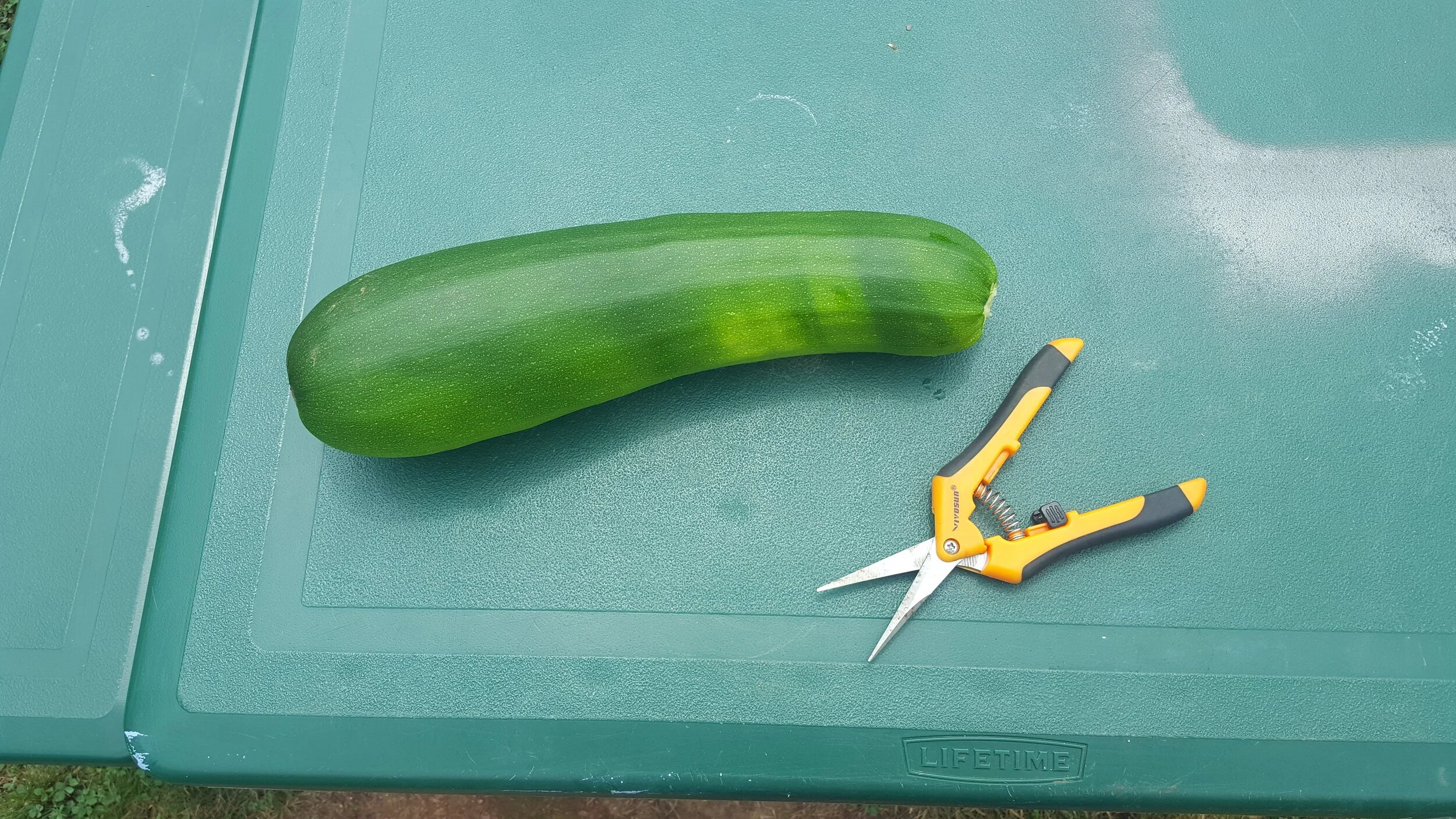 zucchini.jpg