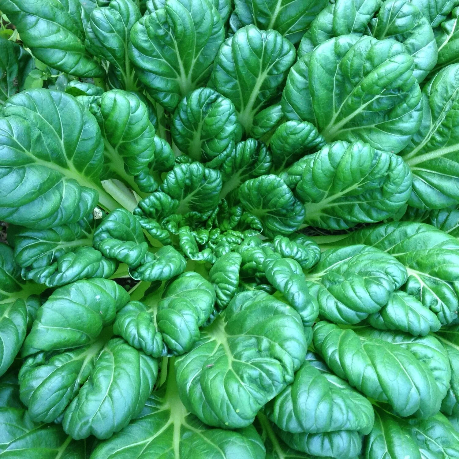 tatsoi+organic+asian+green.jpg