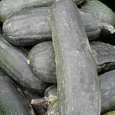 dostal squash.jpg