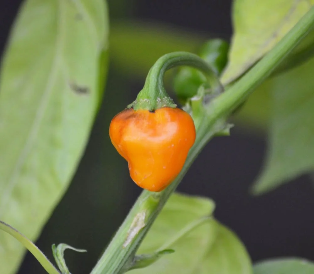 golden-nugget-pepper4.jpg