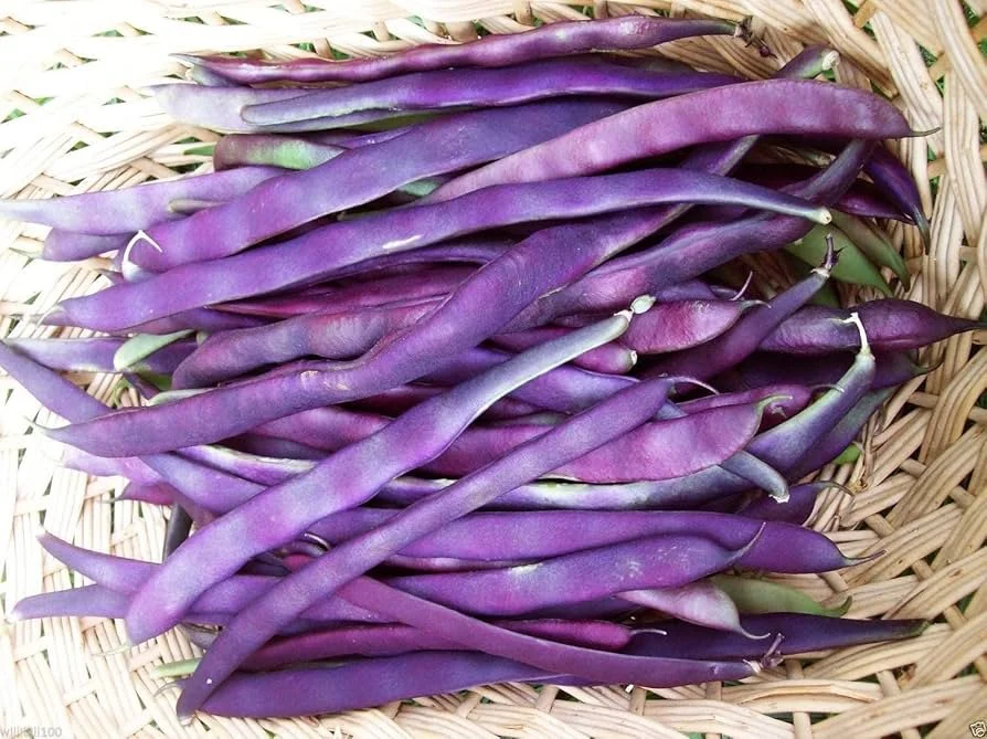 purple podded pole bean.jpg