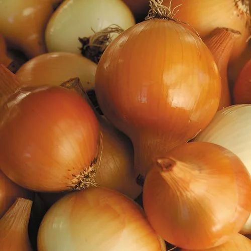 yellow+of+parma+onion.jpg