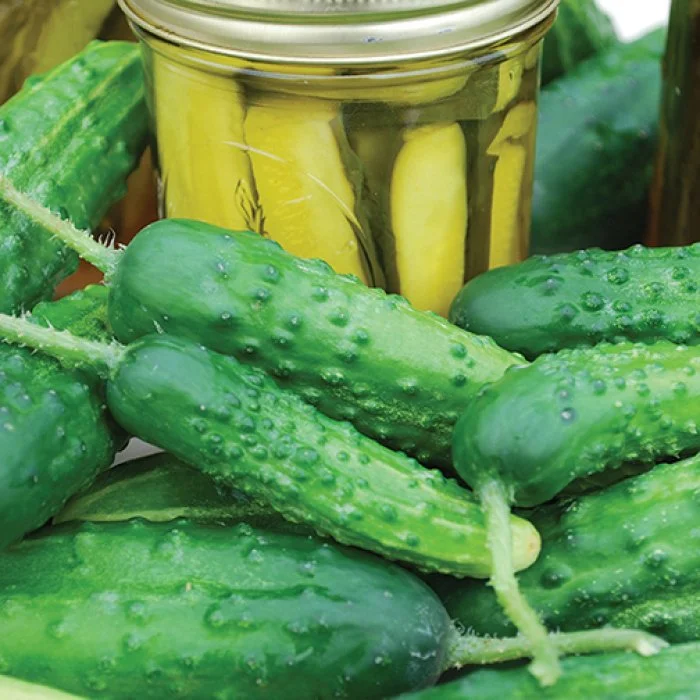 early fortune cucumber.jpg