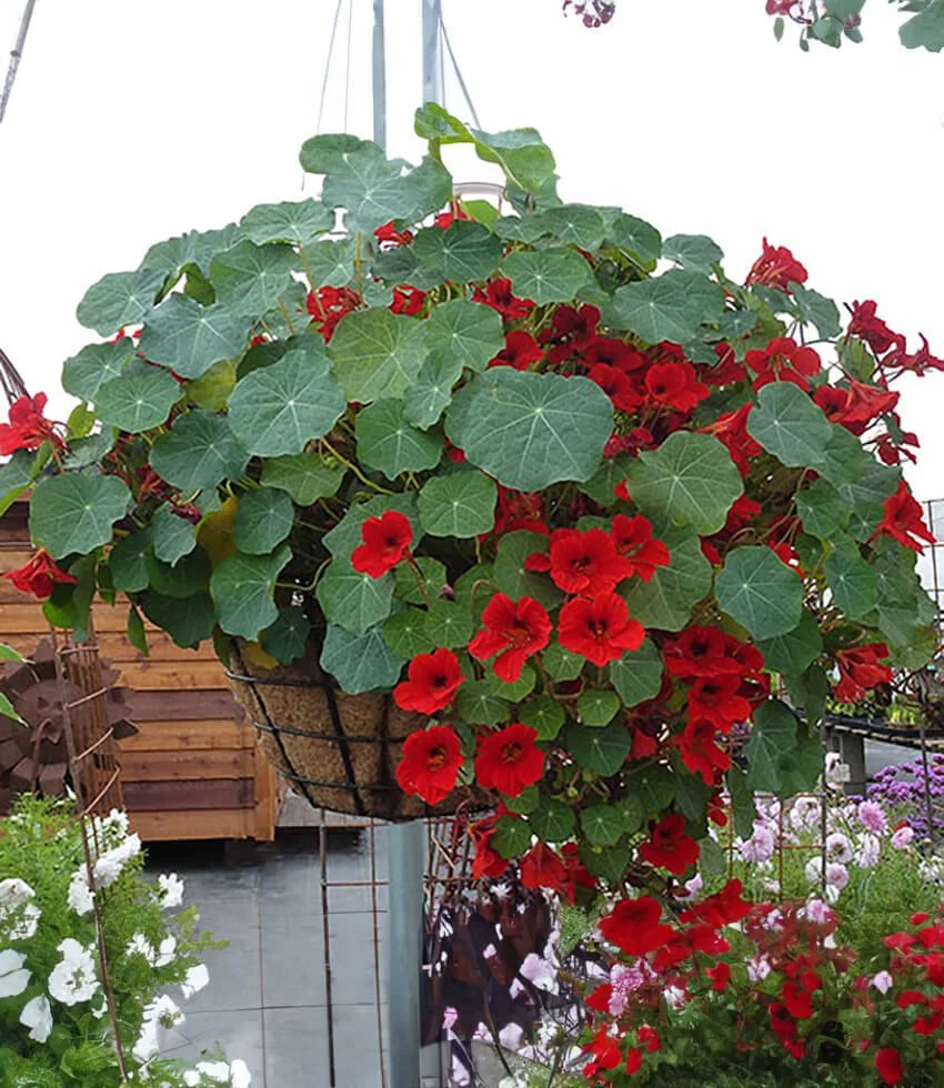 empress of india nasturtium.jpg