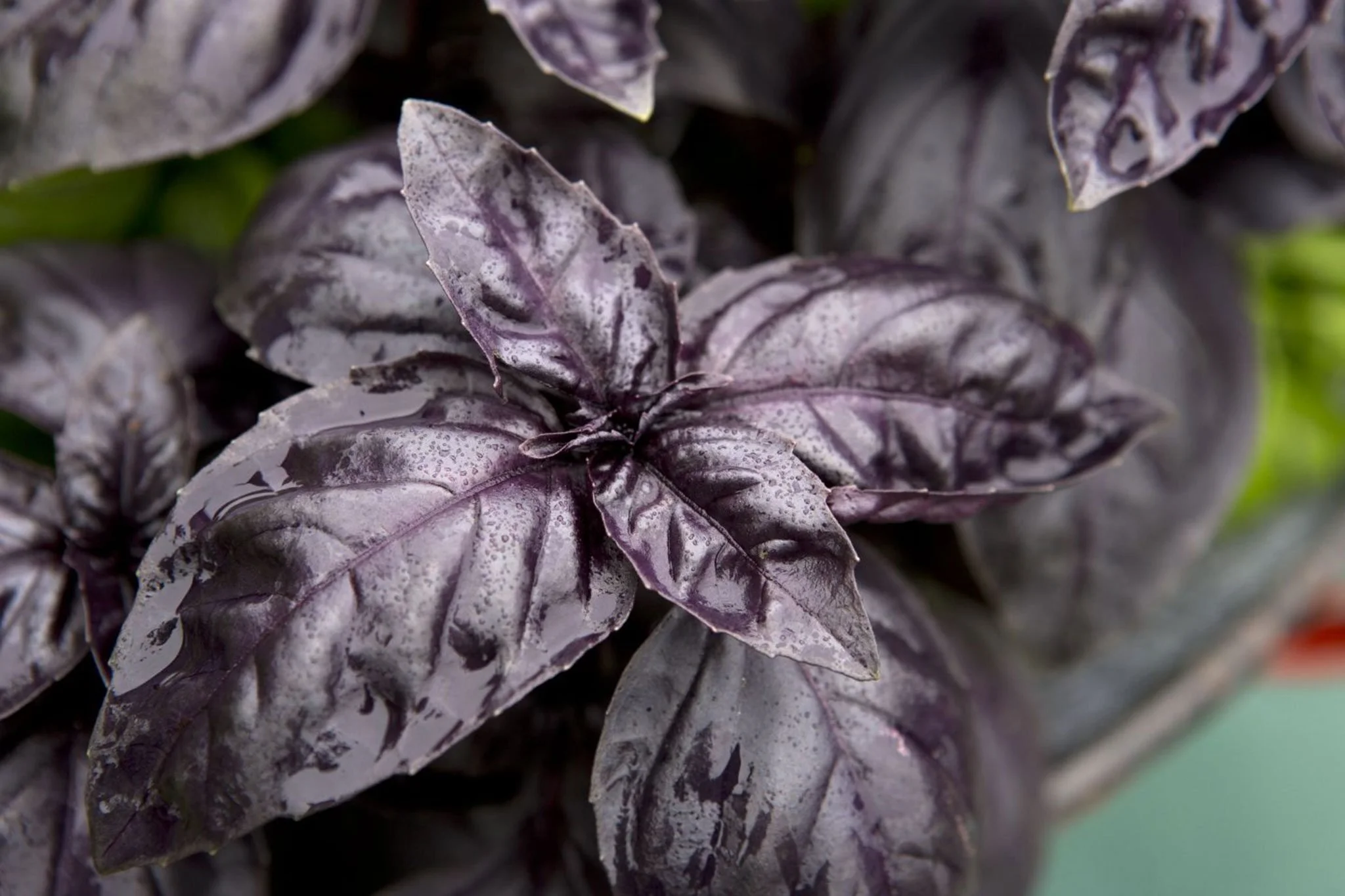 dark opal basil.jpg