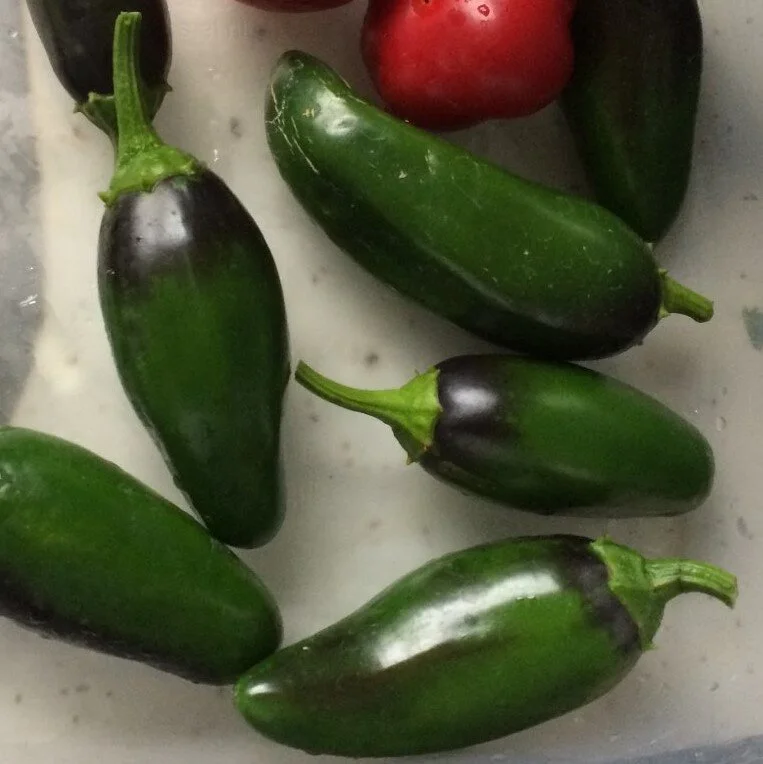 jalapeno+pepper.jpg