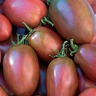 ukrainian-purple-tomato+.jpg