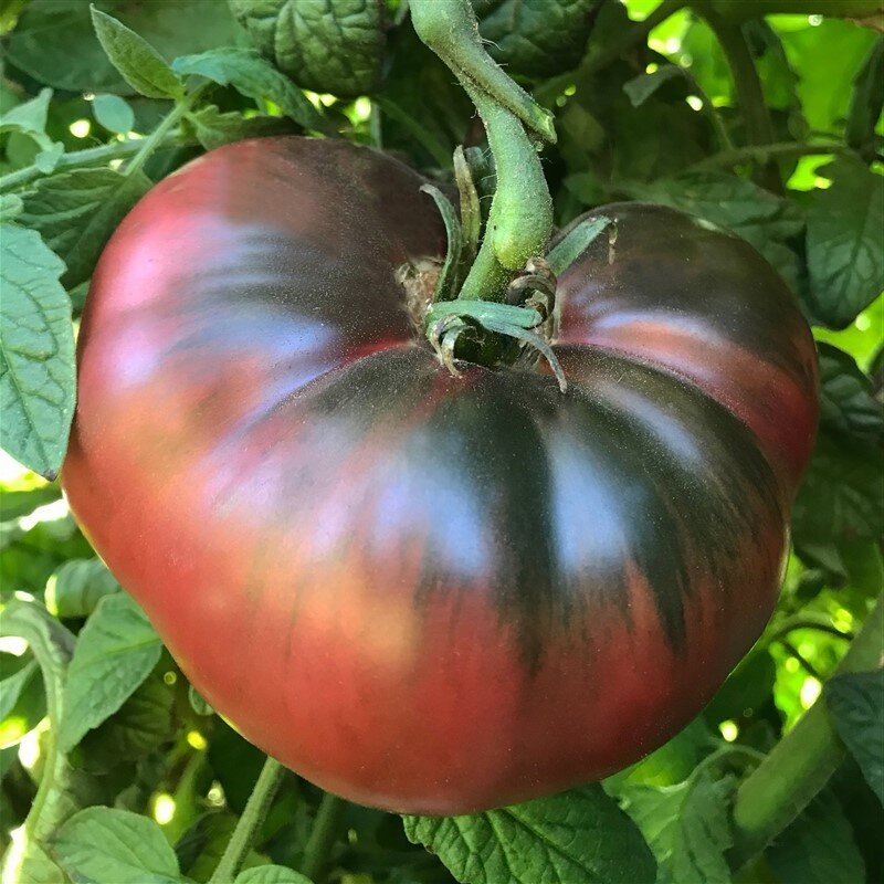 cherokee+purple+tomato.jpg