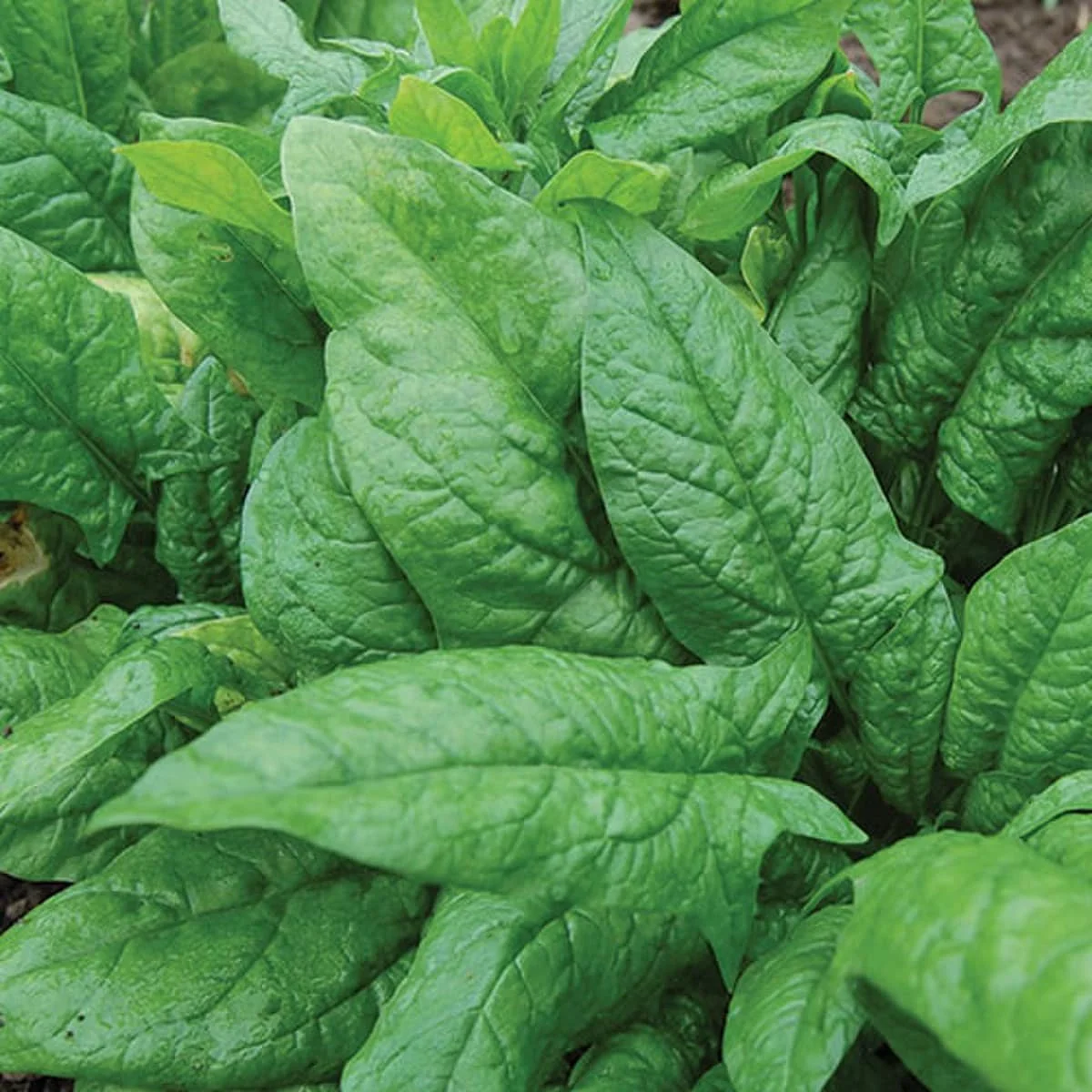 nobel-spinach.jpg