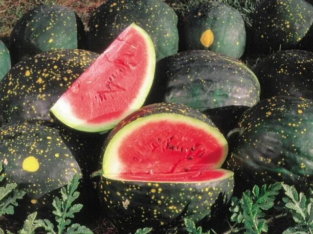 moon and stars watermelon.jpg