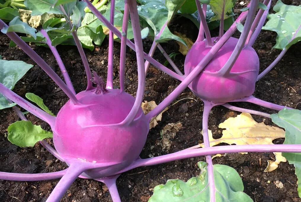 purple-vienna-kohlrabi.jpg