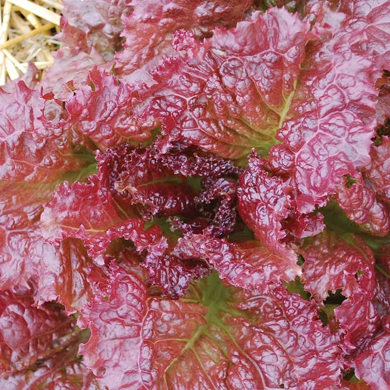 red velvet lettuce.jpg