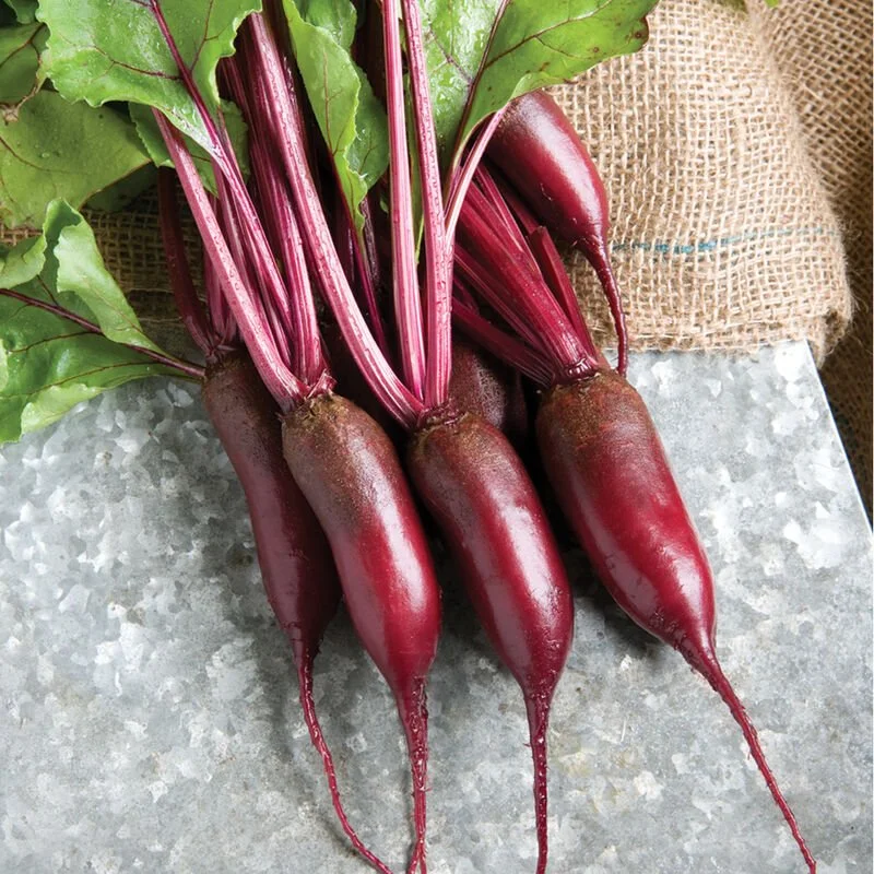 cylindra beets.jpg