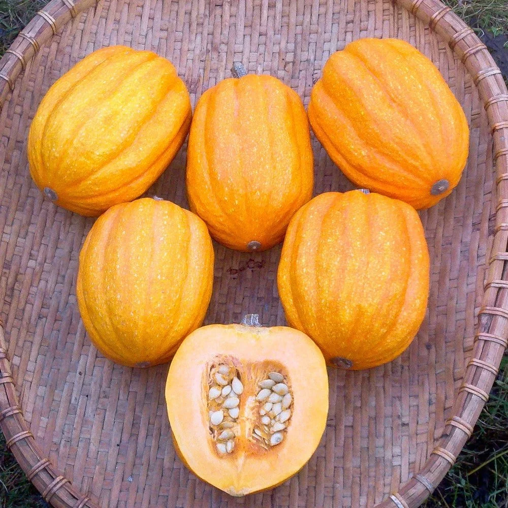 Gills+Golden+Pippin+Winter+Squash.jpg