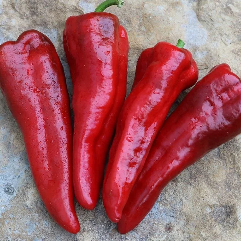 italia-pepper.jpg