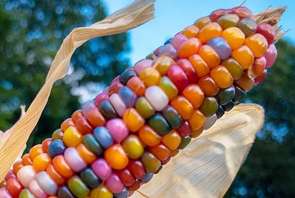 gem corn.jpg