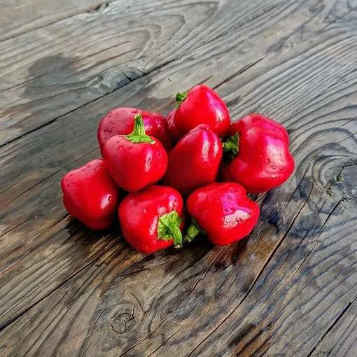 mini-bell-red-sweet-pepper.jpeg