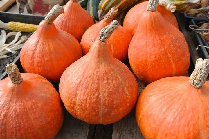 squash_potimarron.jpg