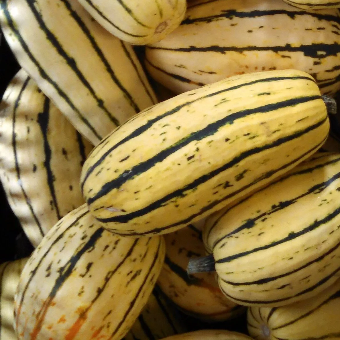 Delicata+squash+(2).jpg
