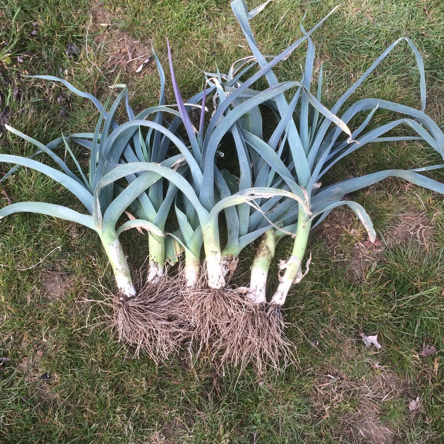 blue+solaise+leek.jpg