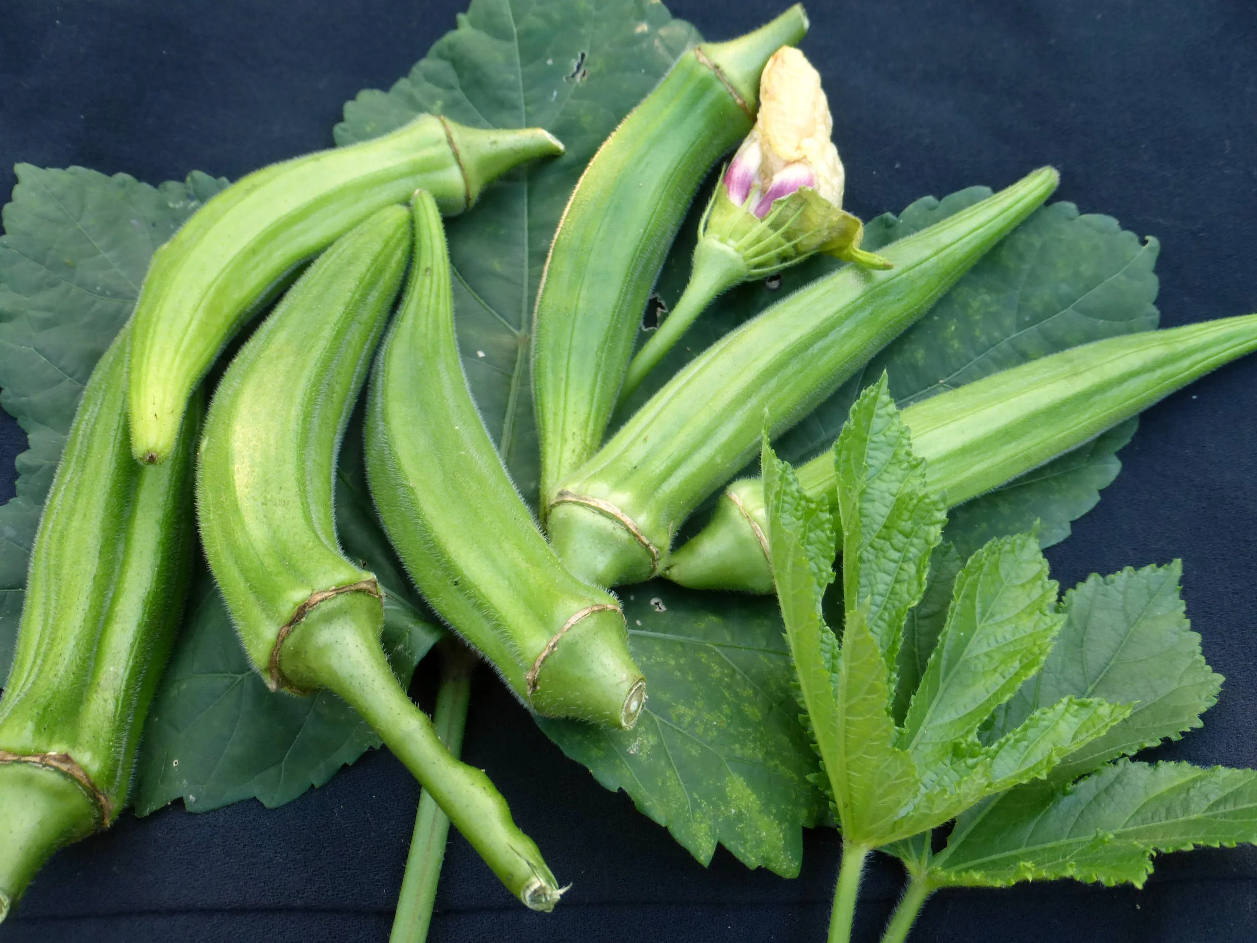 okra-clemson-spineless.jpg