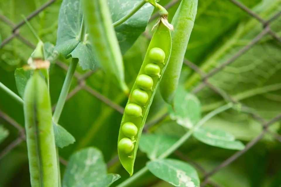 Green Arrow Pea (25 ct)