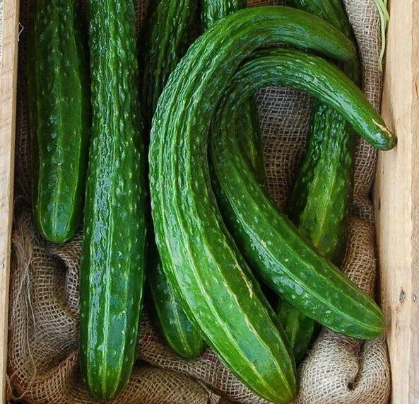 suyo+long+cucumber.jpg