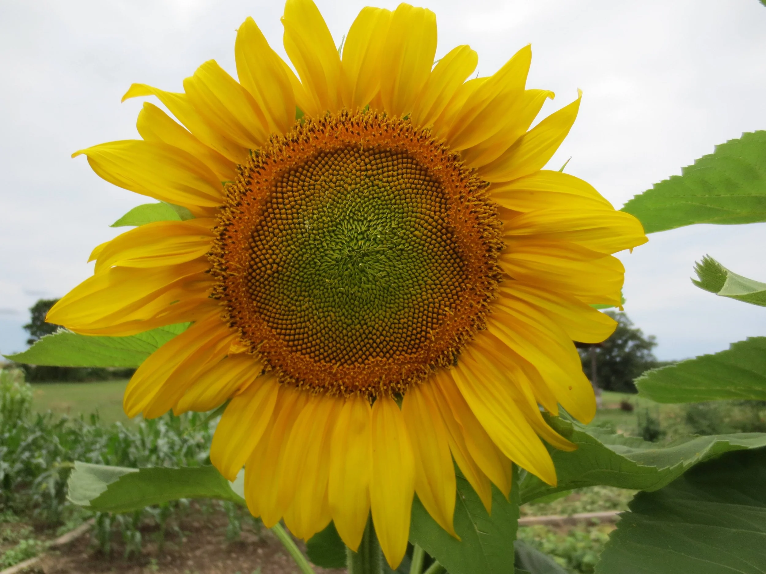 titan sunflower.jpg