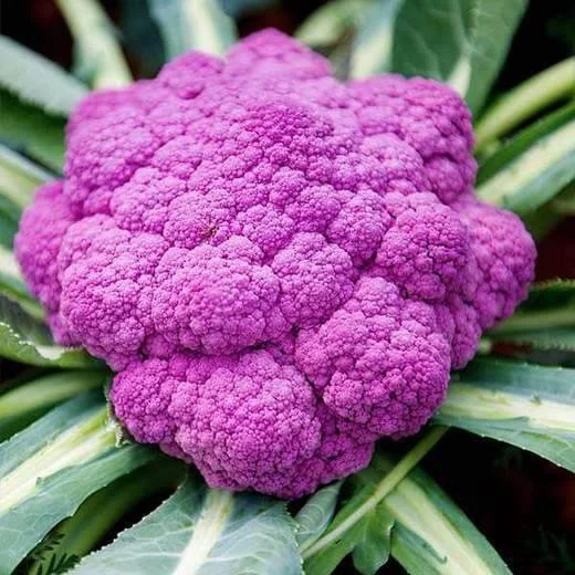 cauliflowerdisiciliavioletto.jpg