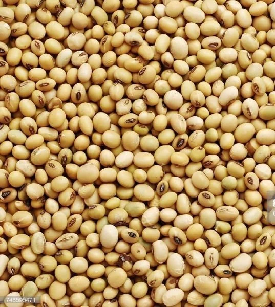 soybean.jpeg