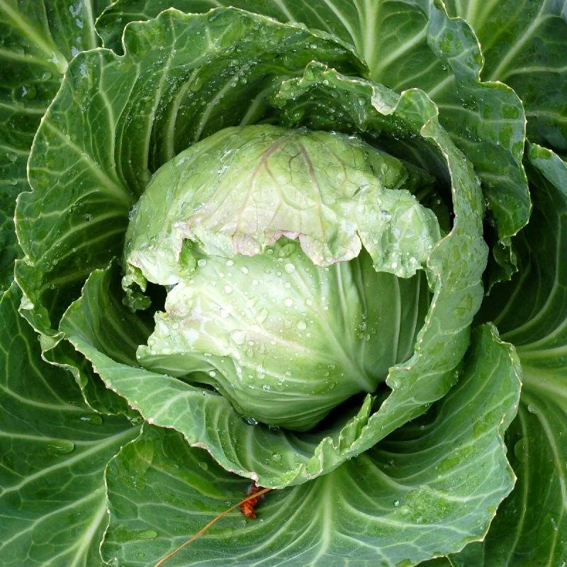 Early-Jersey-Wakefield-Cabbage.jpg