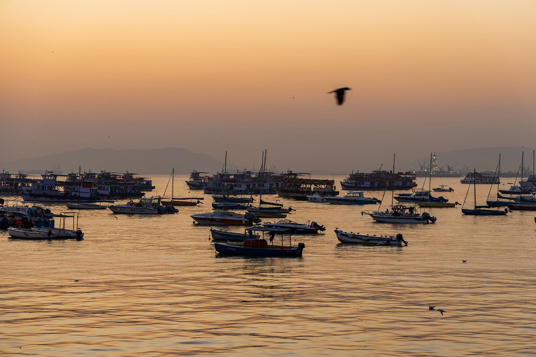 Photography_Migratory_seagulls_Mumbai_2L5A0030.jpg